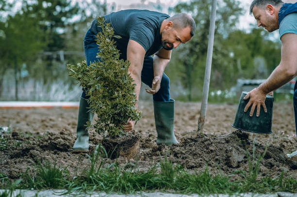 Best Arborist Services Near Me  in Cushing, OK